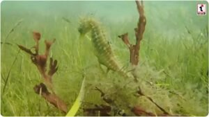 Male Seahorse Facts