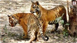 NTCA Tiger Mortality