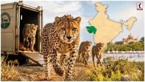 New Cheetah Habitat