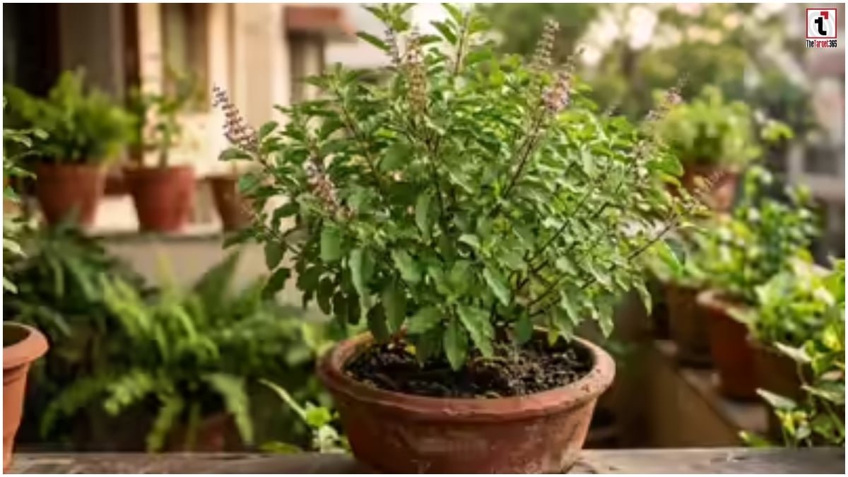 Tulsi Plant Care
