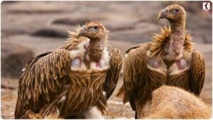 Vulture Conservation
