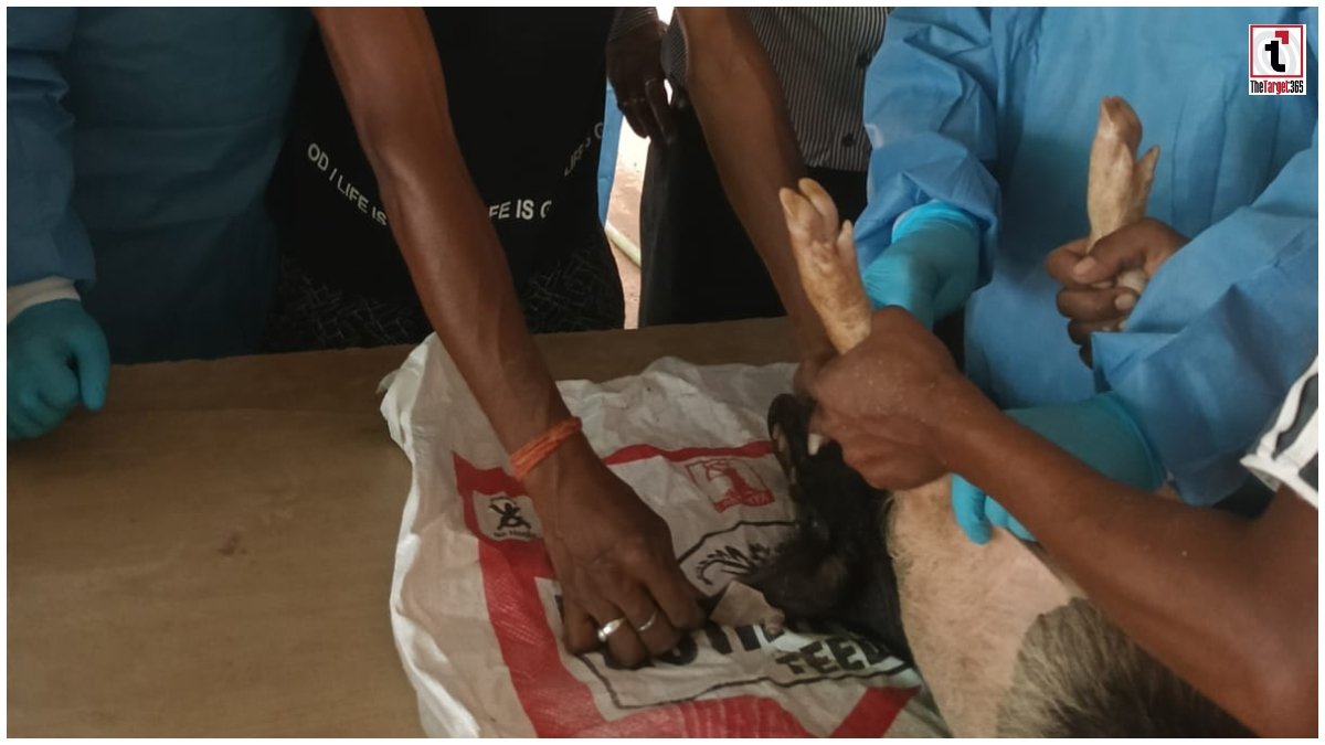 ASF Vaccine Trial