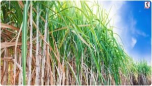 Agriculture Tips : कम बारिश में भी किसान भाई कमाएं बंपर मुनाफा, अपनाएं ये खास कृषि उपाय