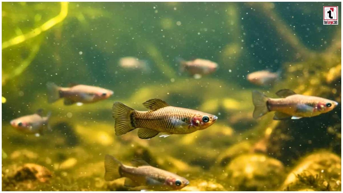 Amazon Molly fish