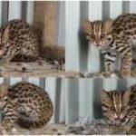 Asian Leopard Cat : दुर्लभ एशियन लेपर्ड कैट का सुरक्षित रेस्क्यू, मणिपुर में वन विभाग की बड़ी कामयाबी
