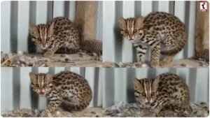 Asian Leopard Cat