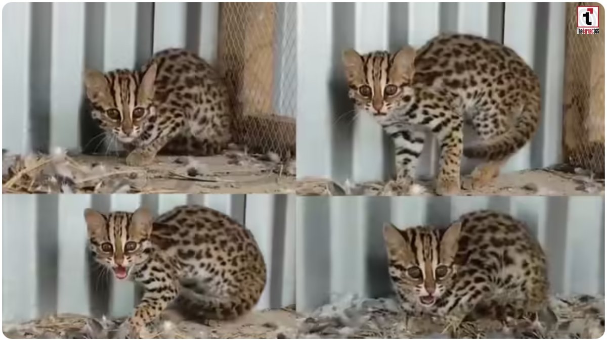 Asian Leopard Cat