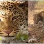 Asola Bhatti Wildlife : आखिरकार असोला भाटी में कितने तेंदुए बढ़े, वाइल्डलाइफ रिपोर्ट का बड़ा खुलासा