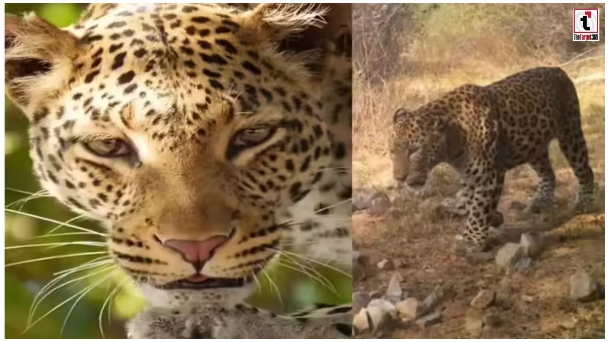 Asola Bhatti Wildlife