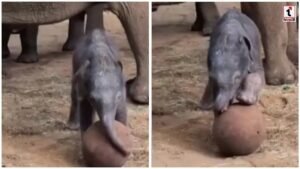 Baby Elephant Football