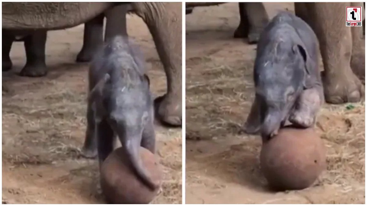 Baby Elephant Football
