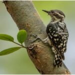 Chhattisgarh Wildlife : नवा रायपुर जंगल सफारी में दिखा दुर्लभ ब्राउन-कैप्ड पिग्मी वुडपैकर, बढ़ी जैव-विविधता