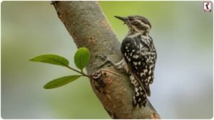 Chhattisgarh Wildlife