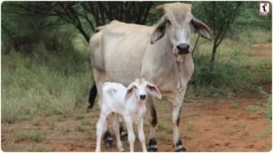Cow Dream