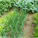 Dhaincha Farming : ढैंचा और सनई से बढ़ाएं खेत की उपज, किसानों के लिए मुनाफा दोगुना करने का तरीका