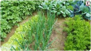 Dhaincha Farming