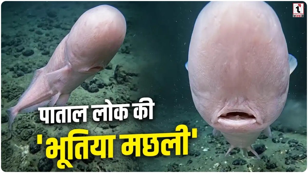 Faceless Cusk Eel