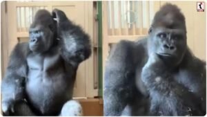 Gorilla Viral Video