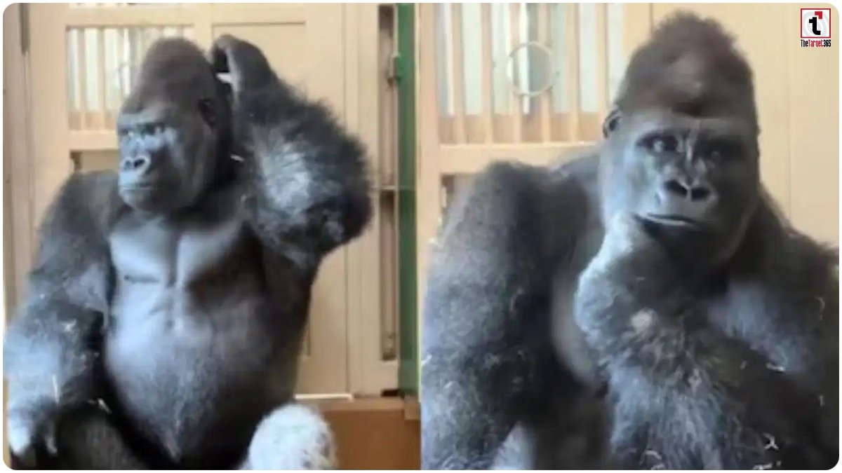 Gorilla Viral Video