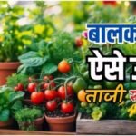 Home Gardening : बाजार की केमिकल सब्जियों से छुटकारा, बालकनी में सब्जियां उगाने का आसान तरीका जानें