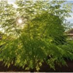 Home Gardening : सस्ता और सबसे शक्तिशाली सुपरफूड, जिसे आप अपने गमले में आसानी से उगा सकते हैं