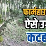 Jackfruit Farming : फार्म हाउस में कटहल की खेती, कम मेहनत में सालभर करें तगड़ी कमाई का शानदार कृषि तरीका