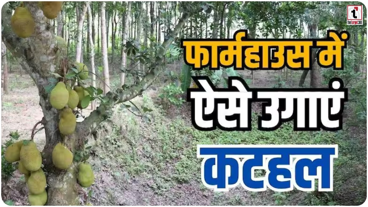 Jackfruit Farming : फार्म हाउस में कटहल की खेती, कम मेहनत में सालभर करें तगड़ी कमाई का शानदार कृषि तरीका