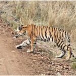 Kanha Tiger Reserve : कान्हा टाइगर रिजर्व में CDV वायरस का कहर, सात बाघों की मौत से हड़कंप