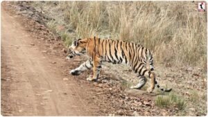 Kanha Tiger Reserve