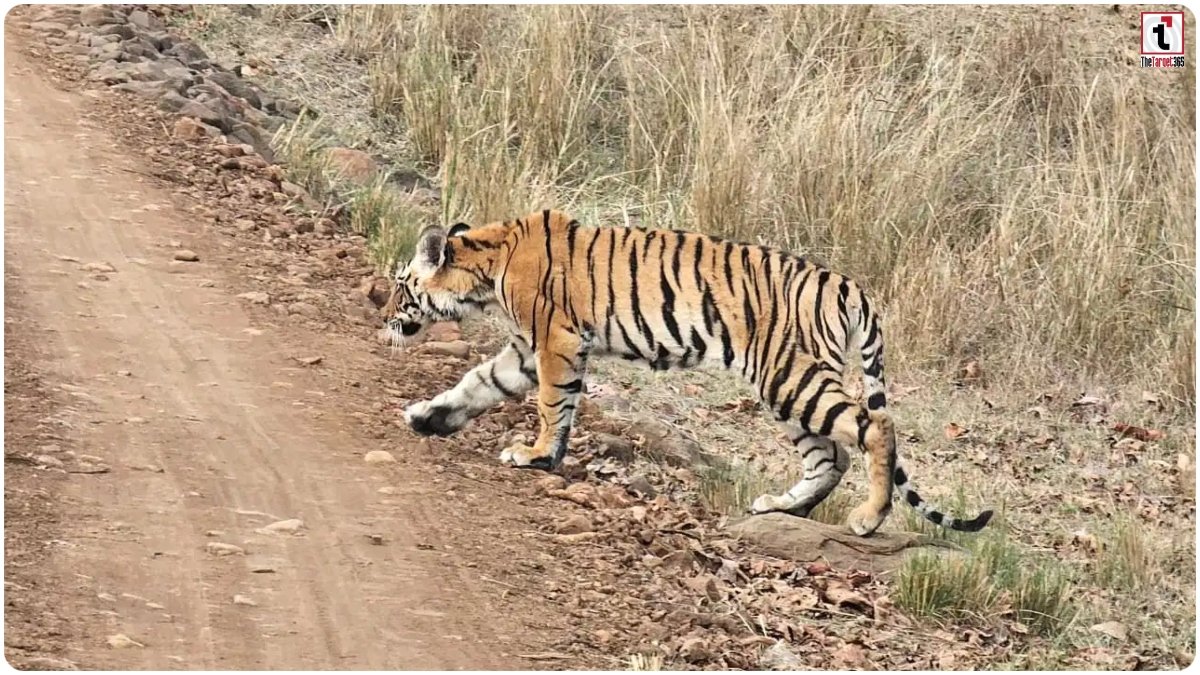 Kanha Tiger Reserve