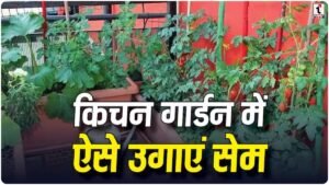 Kitchen Garden