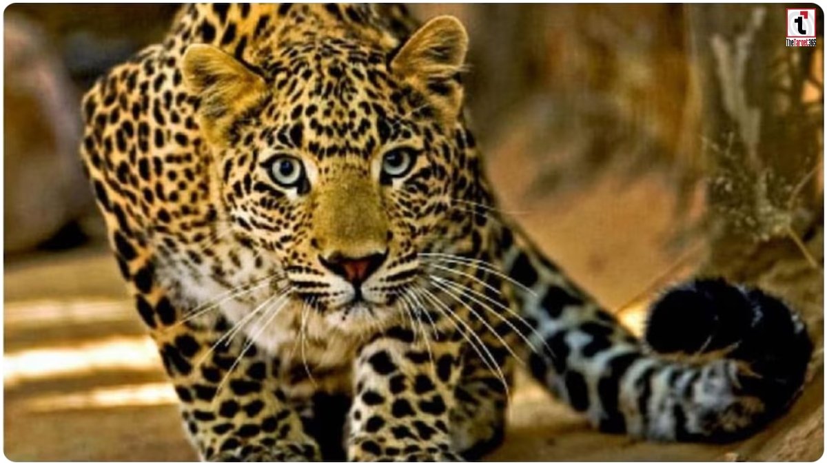 Leopard Attack
