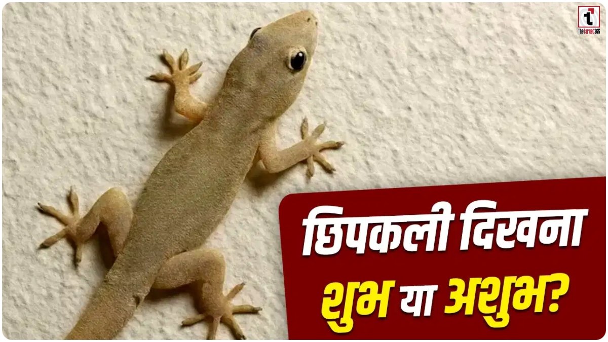 Lizard Signs