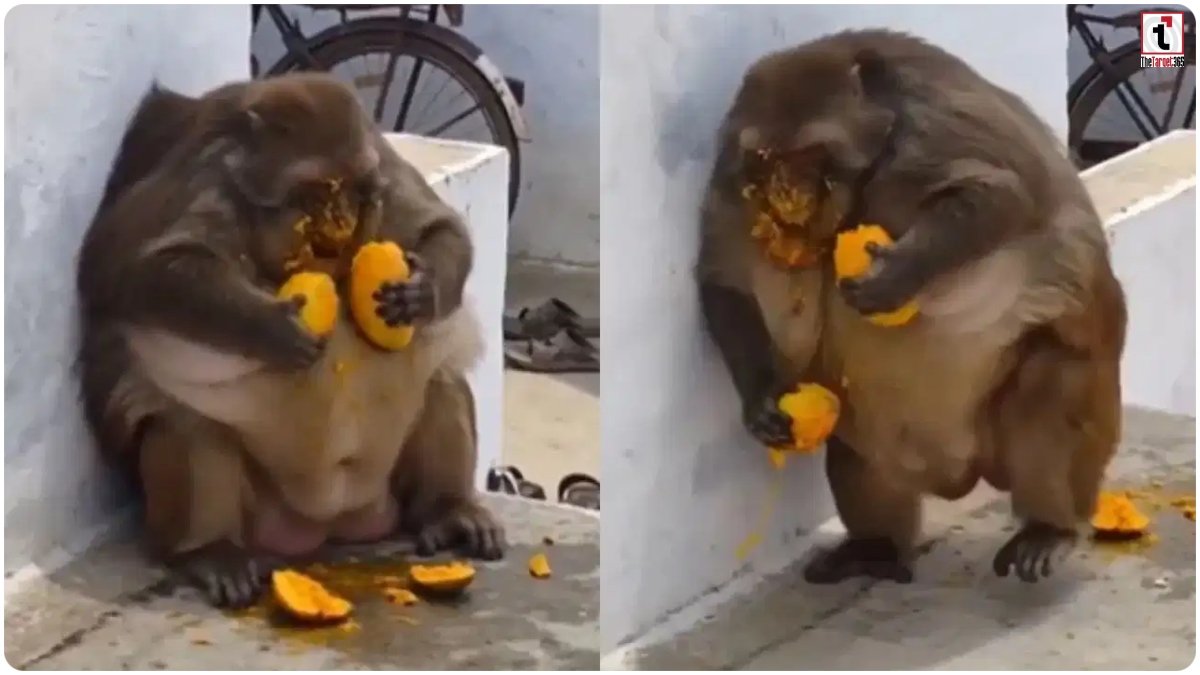 Monkey Viral Video