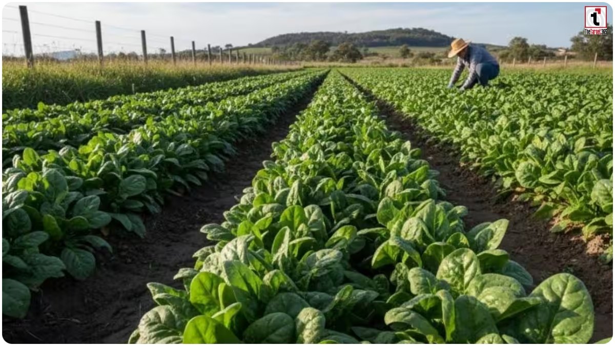 Multi Layer Farming