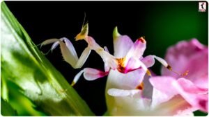 Orchid Mantis