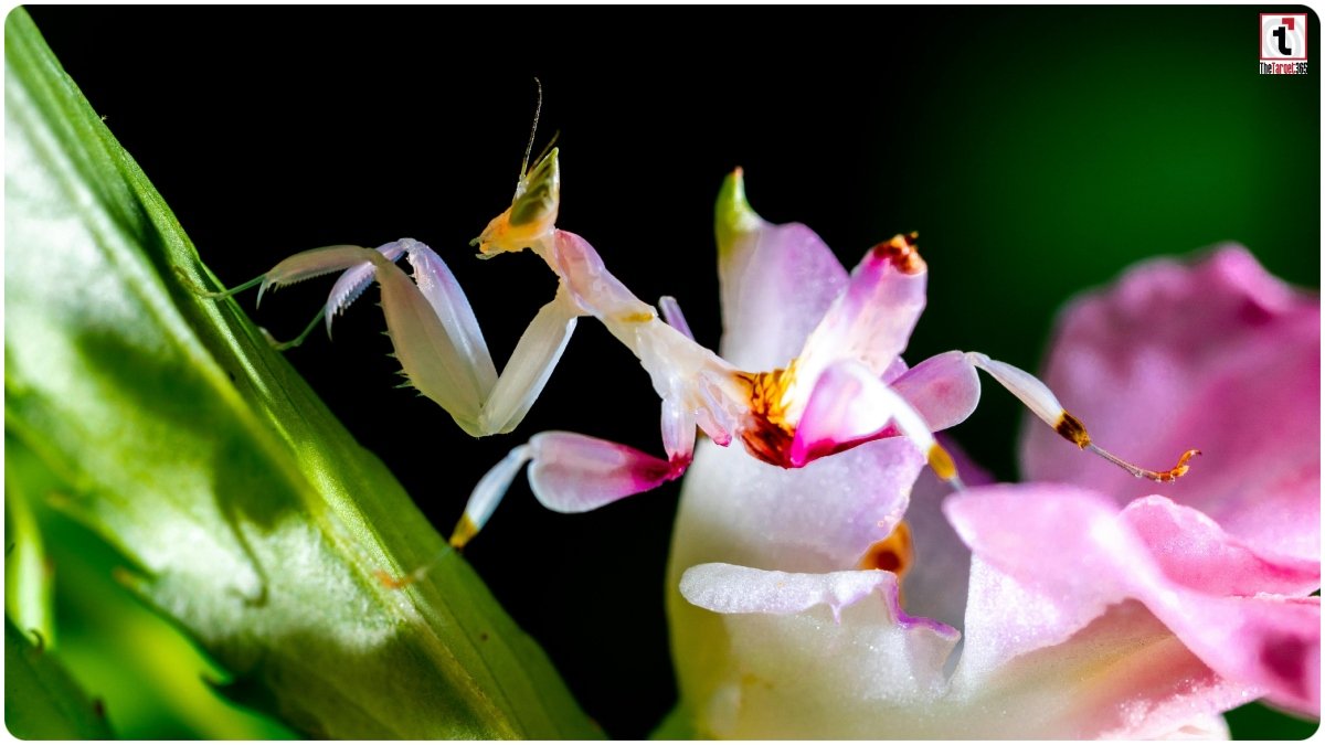 Orchid Mantis
