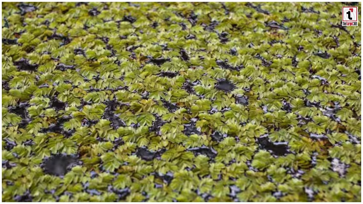 Paddy Farming Azolla Benefit