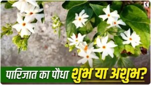 Parijat Significance