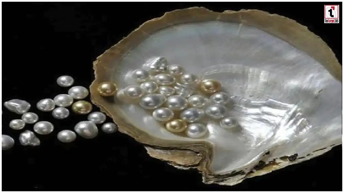 Pearl Farming Business