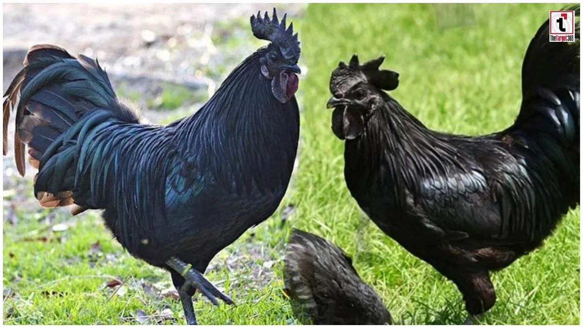 Poultry Farming