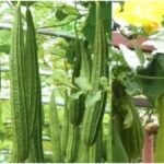 Ridge Gourd Farming : तोरई की खेती में 3G कटिंग फॉर्मूला अपनाएं, एक बेल पर मिलेंगे रिकॉर्ड तोड़ फल उत्पादन