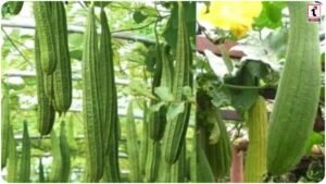 Ridge Gourd Farming