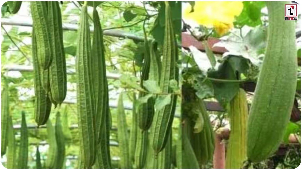 Ridge Gourd Farming
