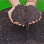 Shivansh Organic Fertilizer : शिवांश ऑर्गेनिक खाद का जादू, कैसे कम लागत में किसान बढ़ा रहे हैं मुनाफा?