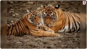 Sohagi Barwa Tigers