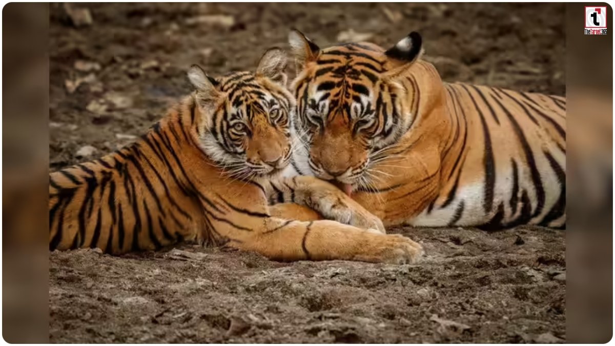 Sohagi Barwa Tigers