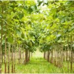 Teak Farming Subsidy : सागवान की खेती पर छत्तीसगढ़ सरकार की बड़ी सौगात, 100% सब्सिडी से किसानों की बढ़ेगी आय