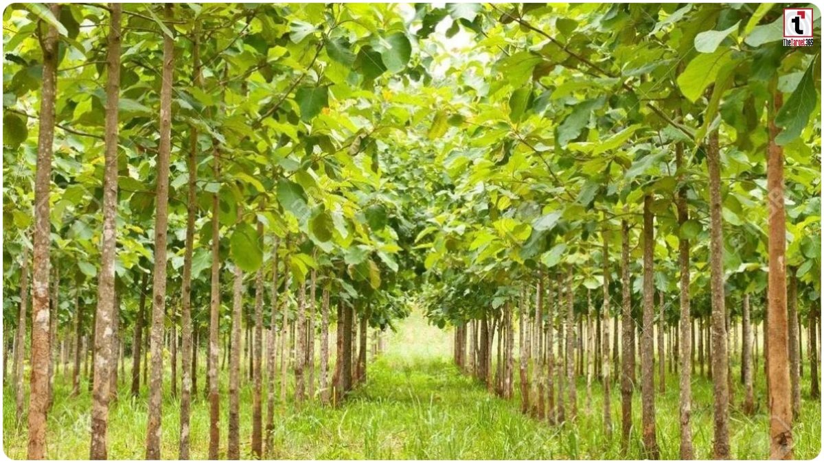Teak Farming Subsidy