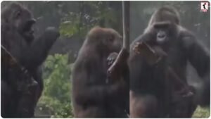 Viral Gorilla Video